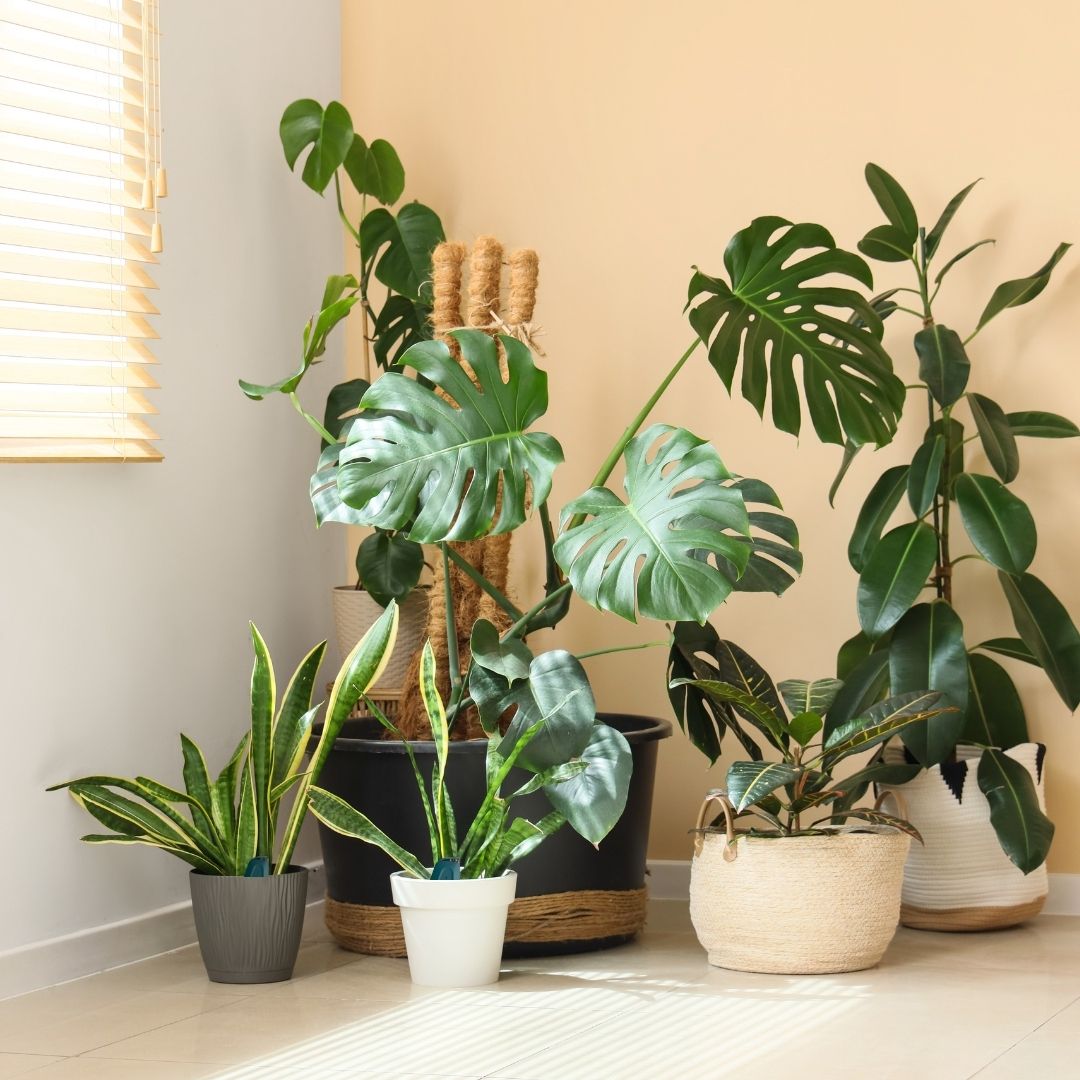 A collection of various potted houseplants sits in the corner of a room next to a window.