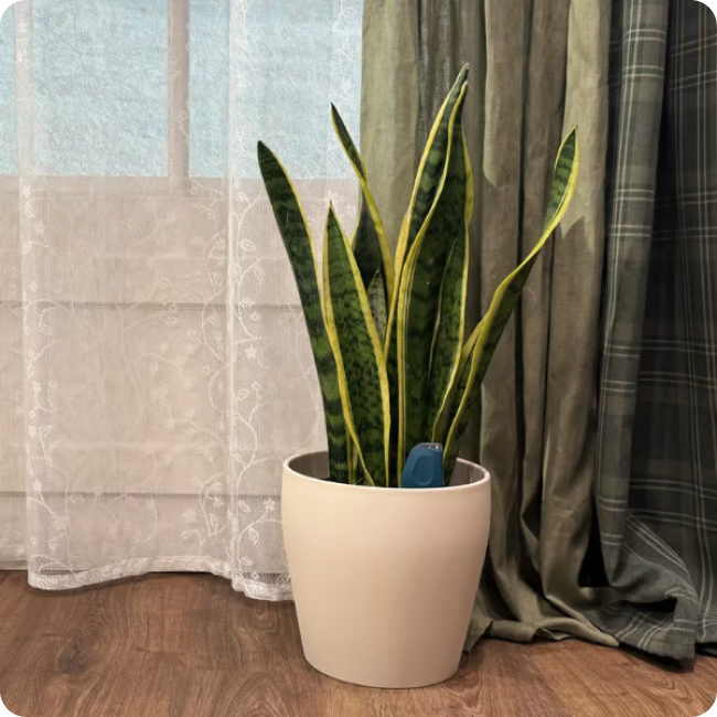 A snake plant in a white pot with a blue sensor sits on a wood floor by a window.