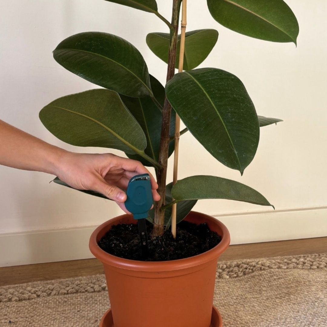 A person's hand inserts a soil moisture meter into the dirt of a large, potted rubber plant.