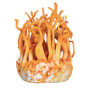 Orange mushroom with long, wavy stems and a textured base.
