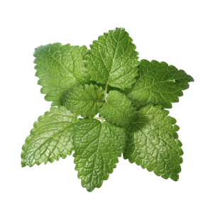 Green leaves with serrated edges arranged in a circular pattern.
