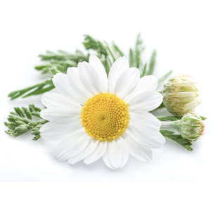 White daisy with yellow center and green leaves on a white background.