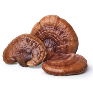Three brown reishi mushrooms on a white background.