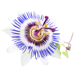 Close-up of a passion flower with purple and white petals.