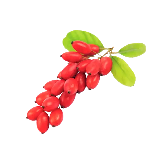 Cluster of red berries on a branch with green leaves.