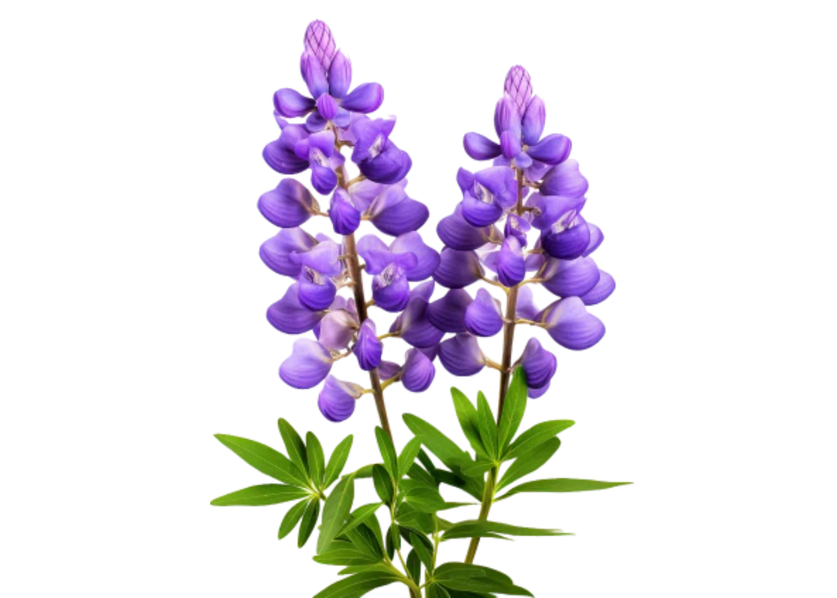 Two purple lupine flowers with green leaves.