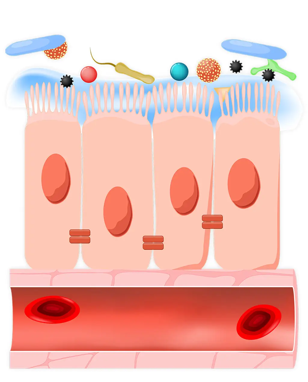 Illustration of cells with cilia and various microorganisms above them.