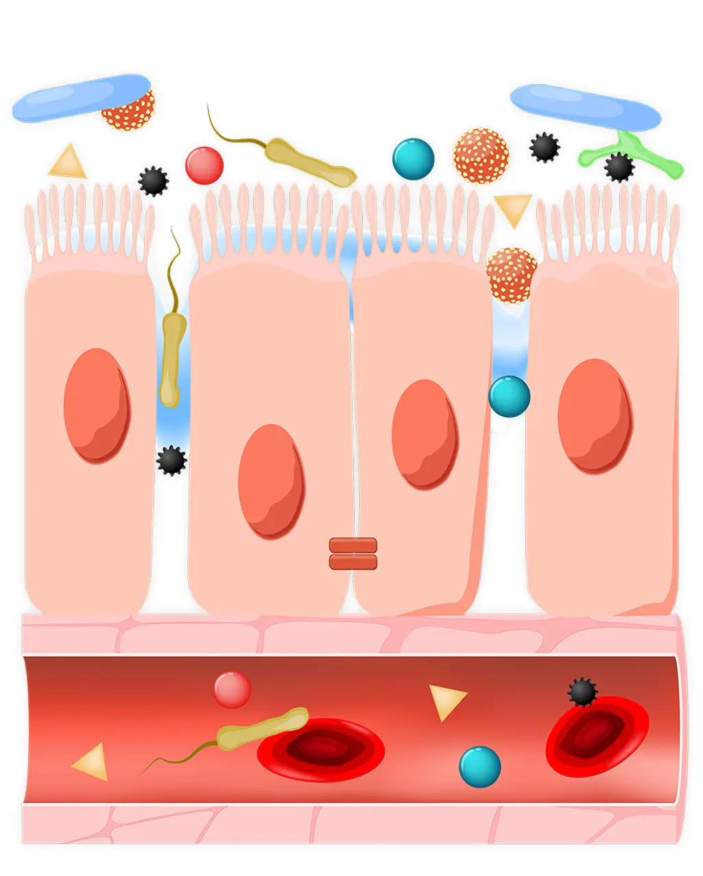 Illustration of intestinal cells with bacteria and particles above and a blood vessel below.