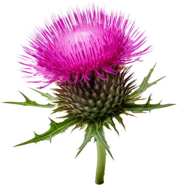 A close-up of a pink thistle flower with spiky green leaves.