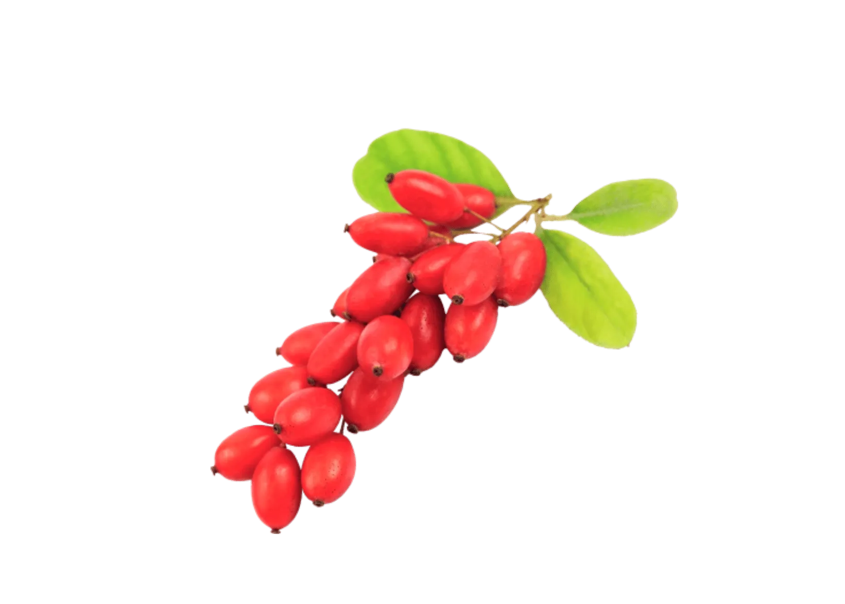 Cluster of red berries with green leaves on a branch.