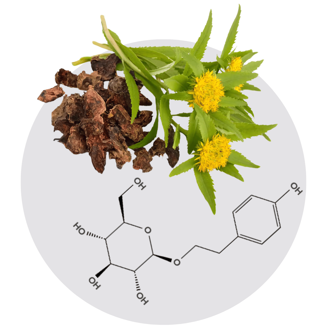 Yellow flowers, dried roots, and chemical structure on a white background.