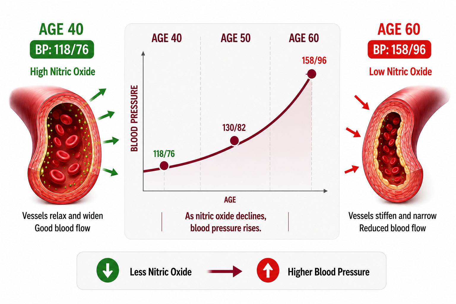 Infographic showing how blood pressure increases with age as nitric oxide declines, narrowing blood vessels and reducing blood flow.
