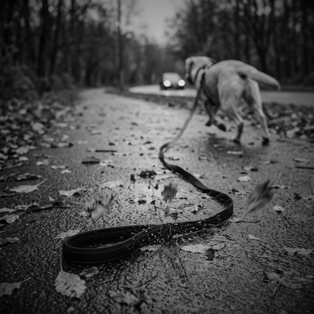Black and white photo of a dog's leash on a wet road as the dog runs towards a car.