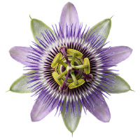 A single purple and white passion flower on a white background.