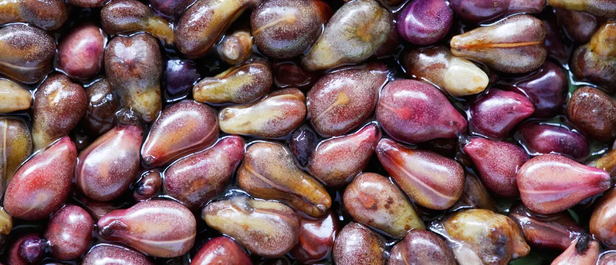 Close-up of wet, colorful grape seeds with a glossy texture.