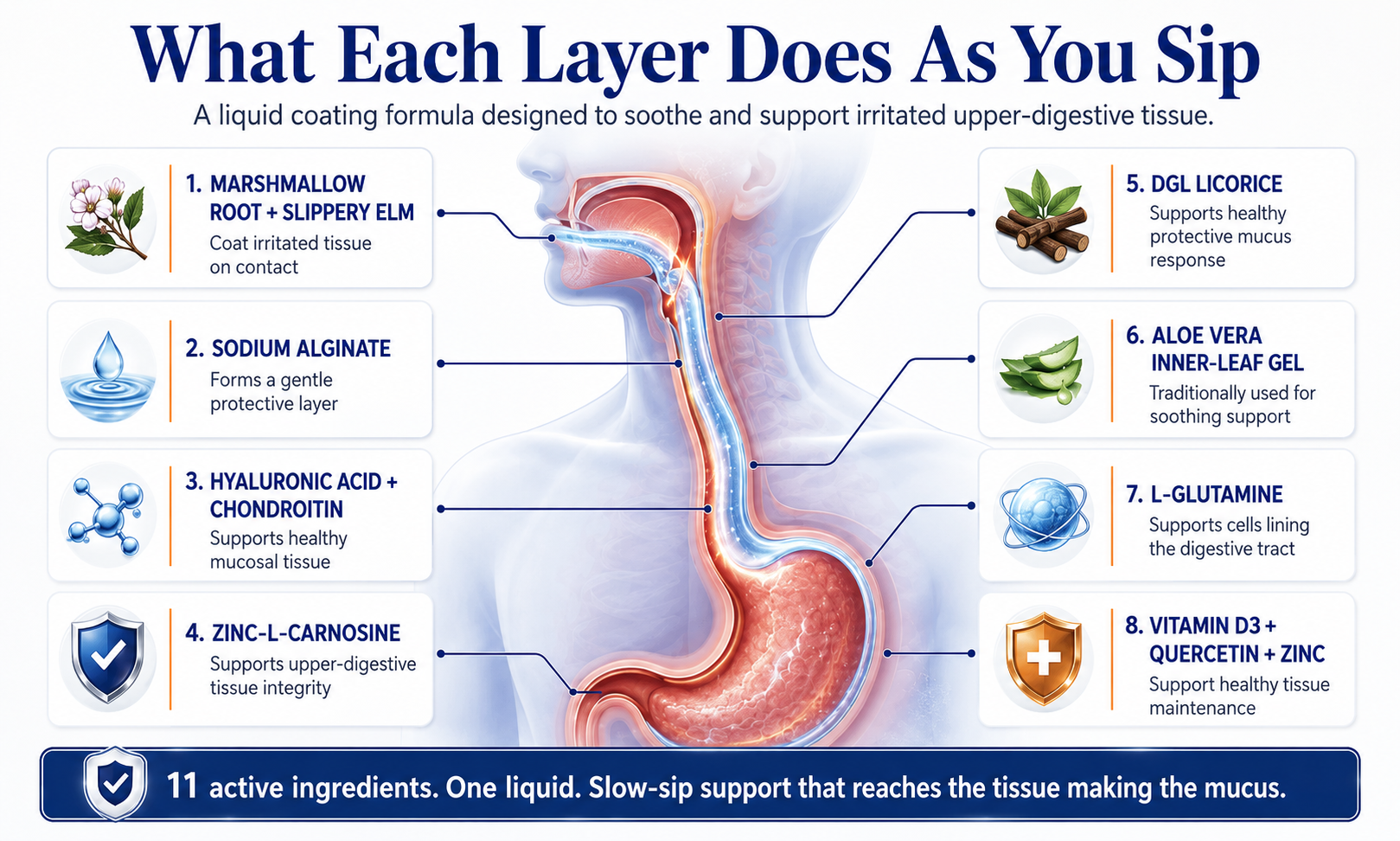 Infographic showing how a liquid formula's ingredients affect the upper-digestive system, including the esophagus and stomach.