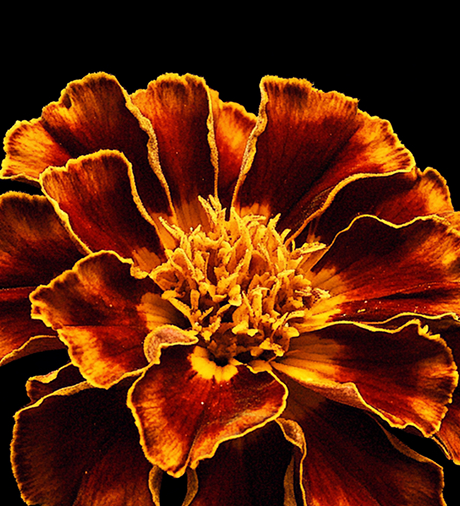 A close-up of a red and orange marigold flower with ruffled petals against a black background.