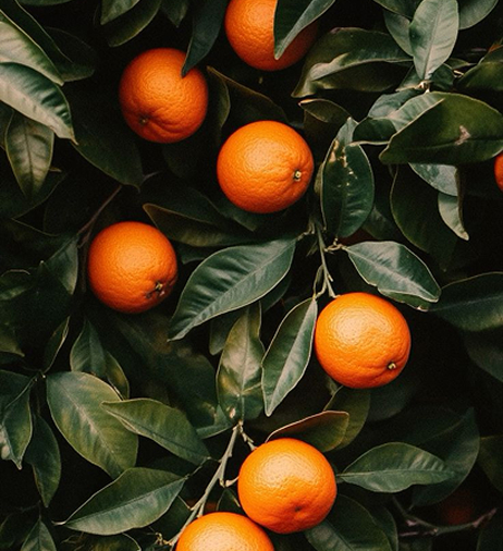A close-up shot of bright orange oranges growing on a tree with dark green leaves.