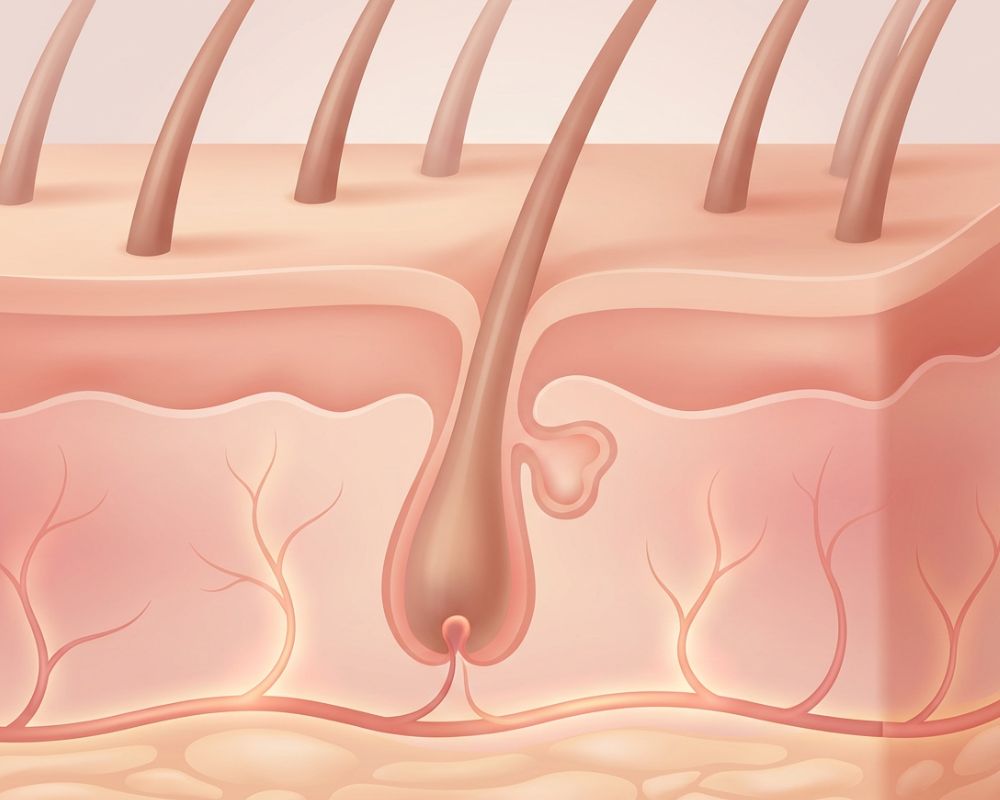 An anatomical illustration showing a cross-section of skin with a hair follicle, root, and sebaceous gland.