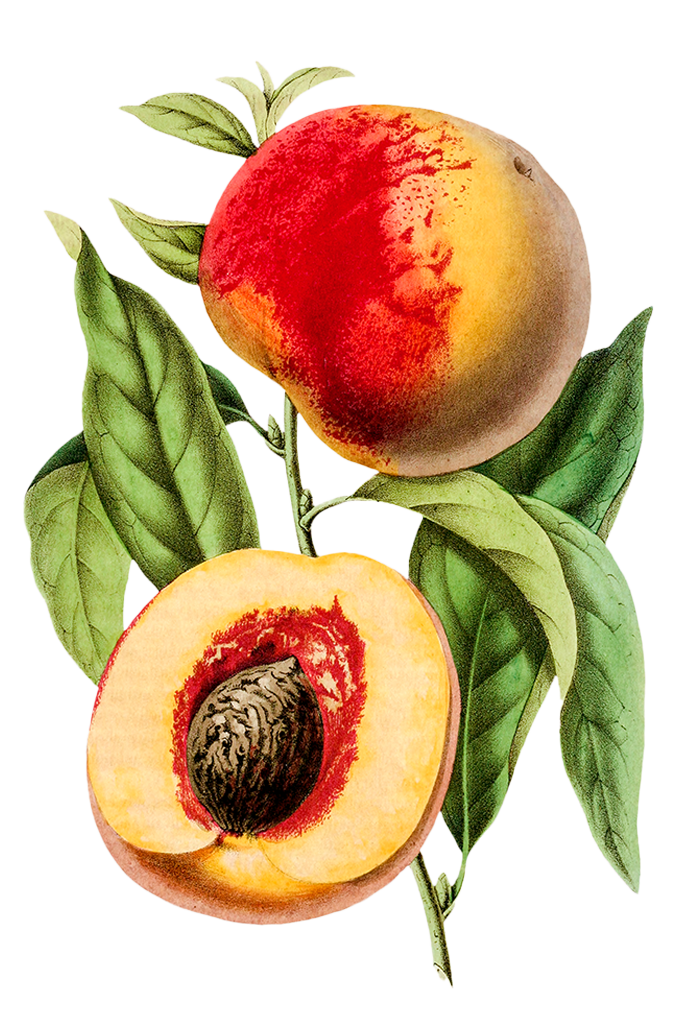 A botanical illustration of a whole peach and a halved peach on a leafy branch.