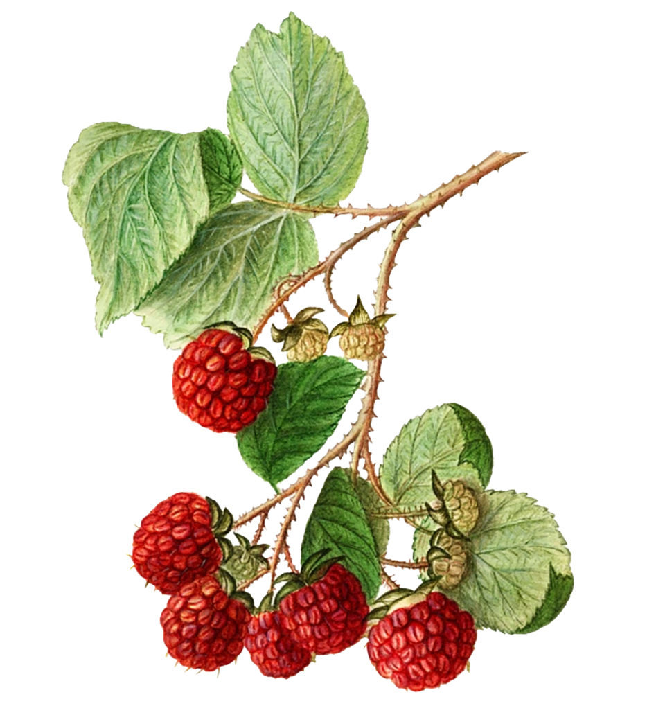 Illustration of a raspberry branch with leaves and ripe red berries.