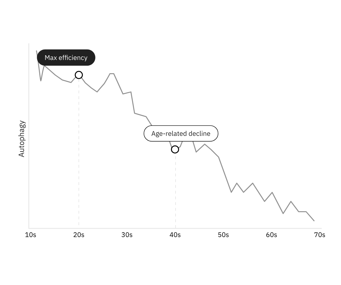 Line graph showing autophagy decline with age, highlighting max efficiency and age-related decline.