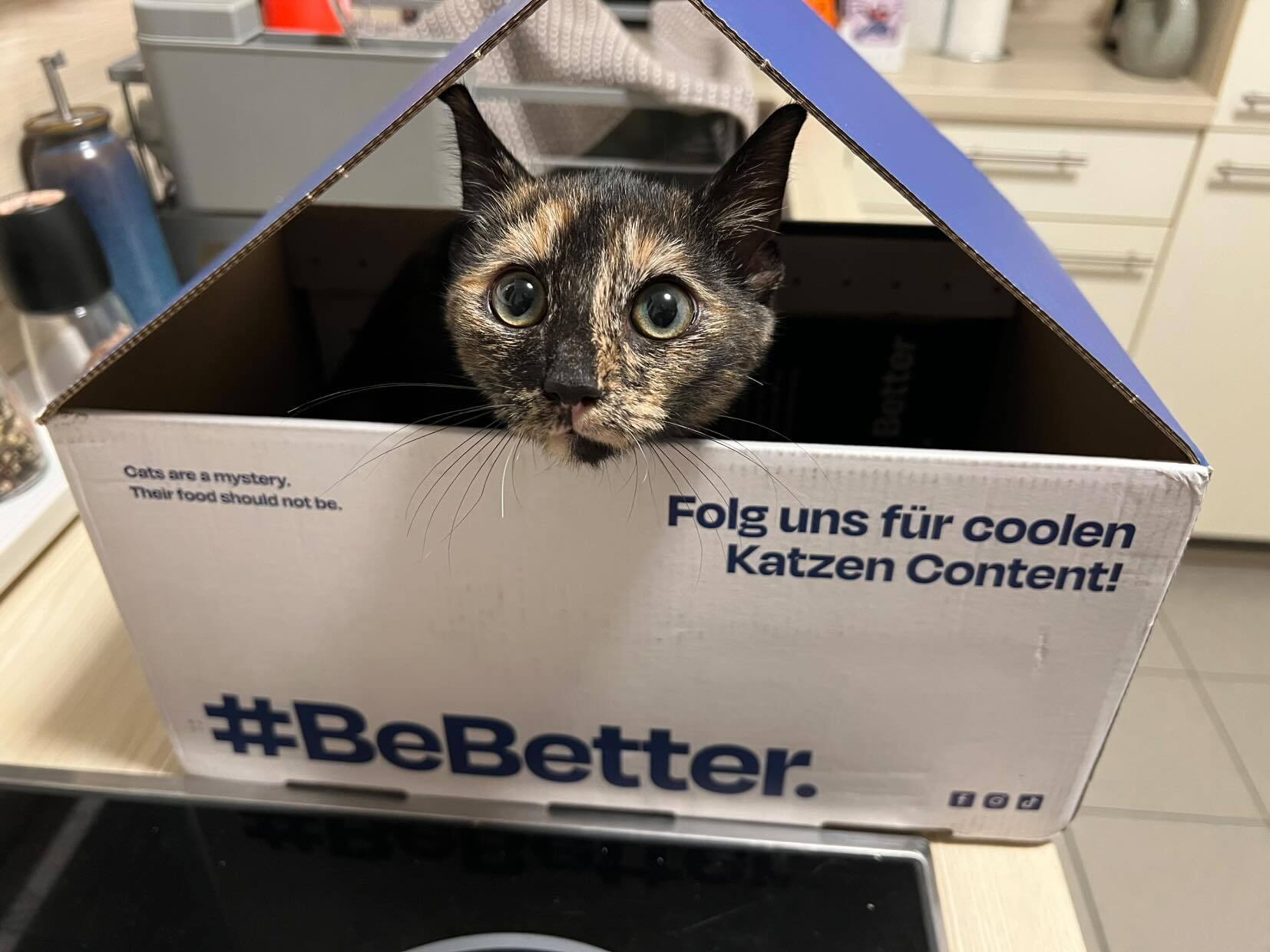 Cat pawing at a package labeled 'The Better Cat' on a striped rug.