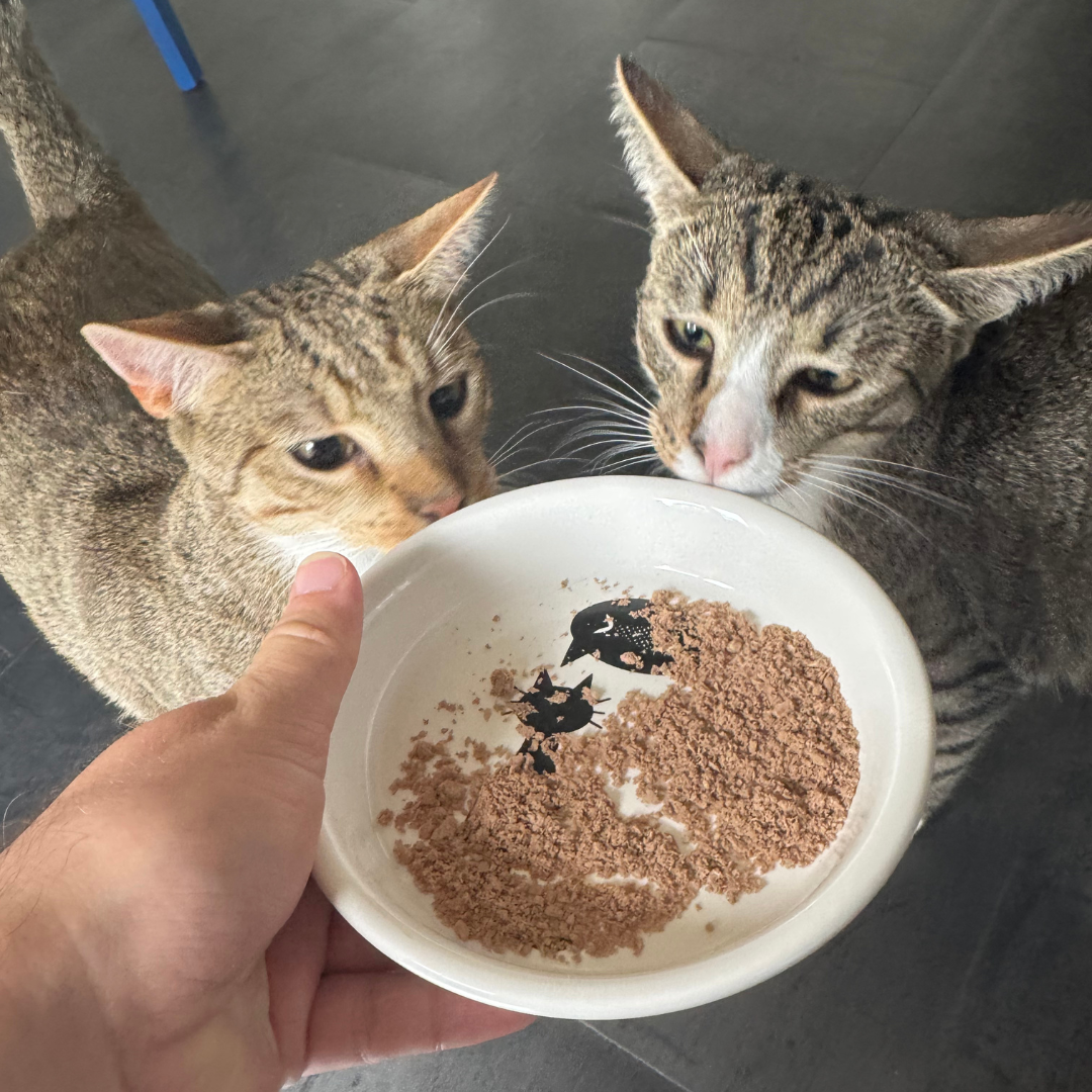 Two cats sniff a bowl of dry food held by a person's hand.