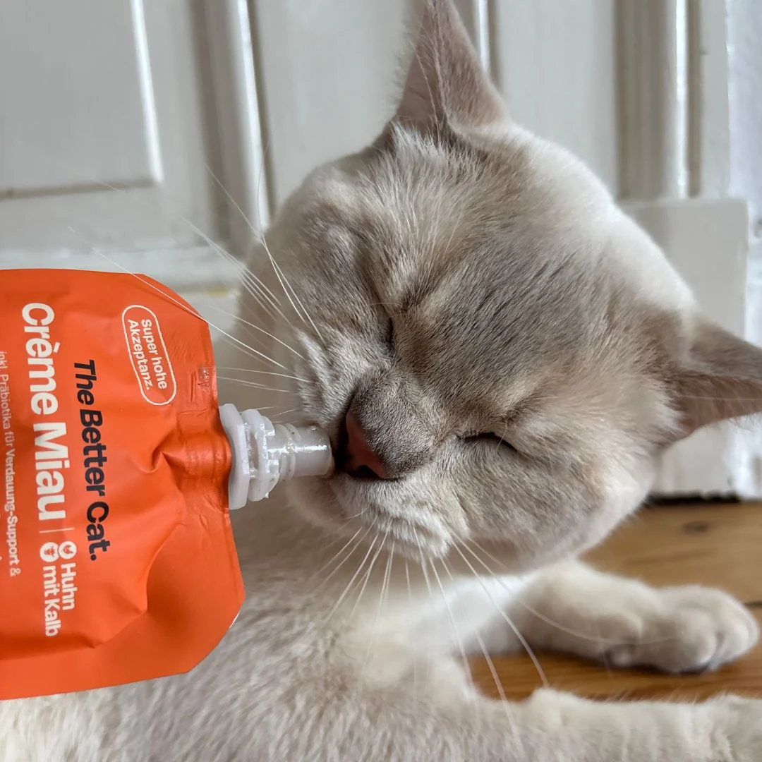 A close-up of a light-colored cat with its eyes closed, eating from an orange squeeze pouch.