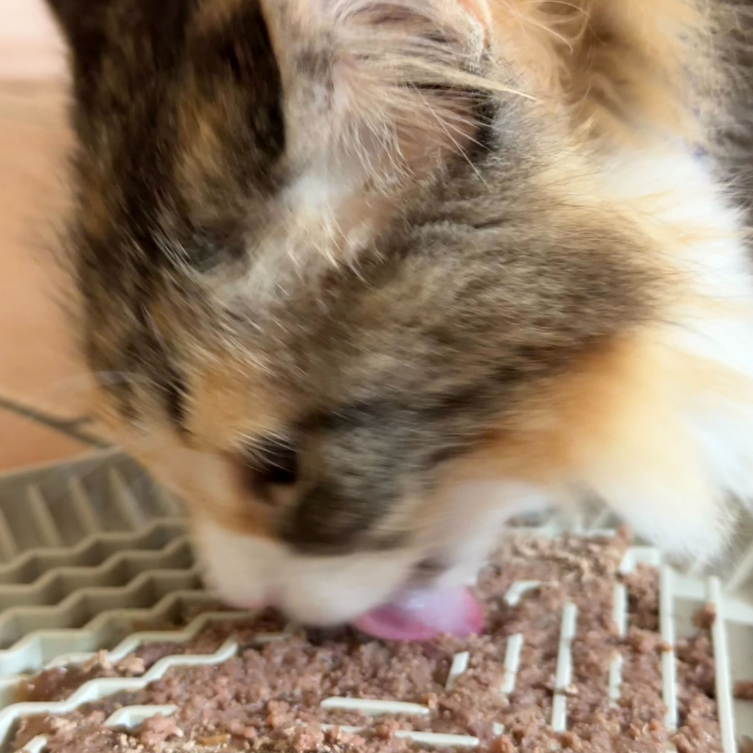 Close-up of a cat eating food from a textured surface.