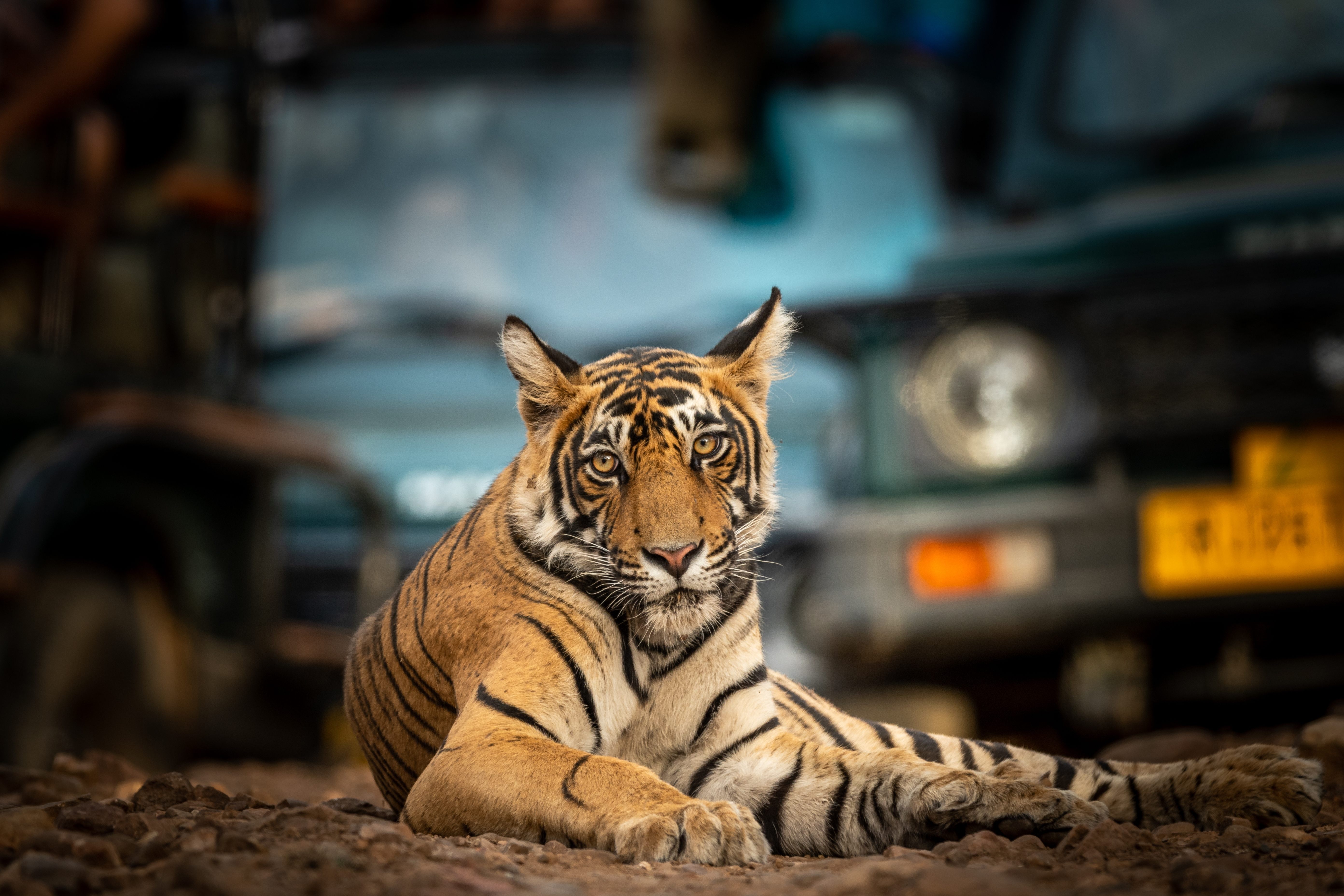 A tiger lying on a rocky path with vehicles in the background.