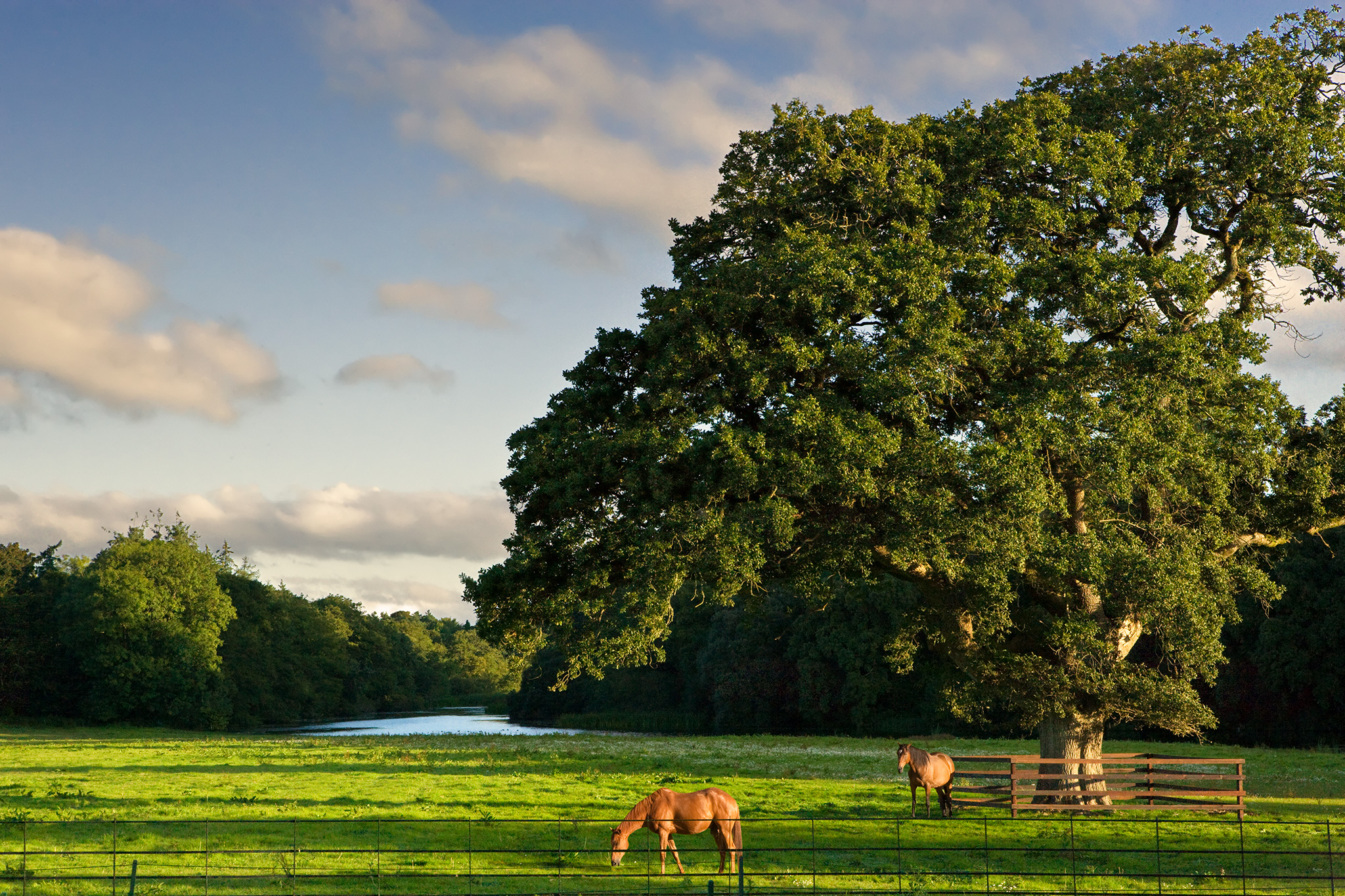 Two horses grazing under a large tree near a river in a sunny field.