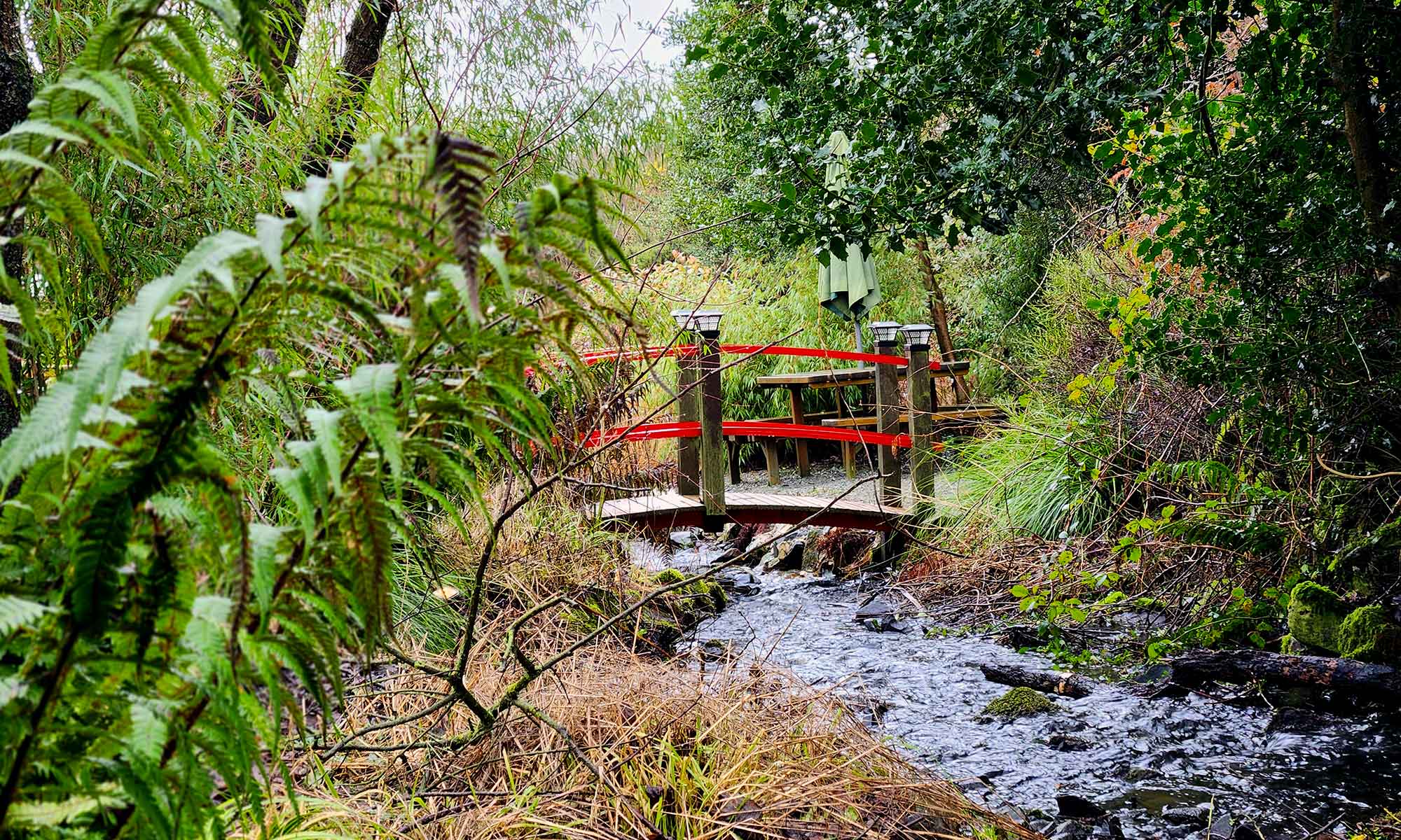 A small wooden bridge with red railings crosses a stream in a lush, green, overgrown garden.