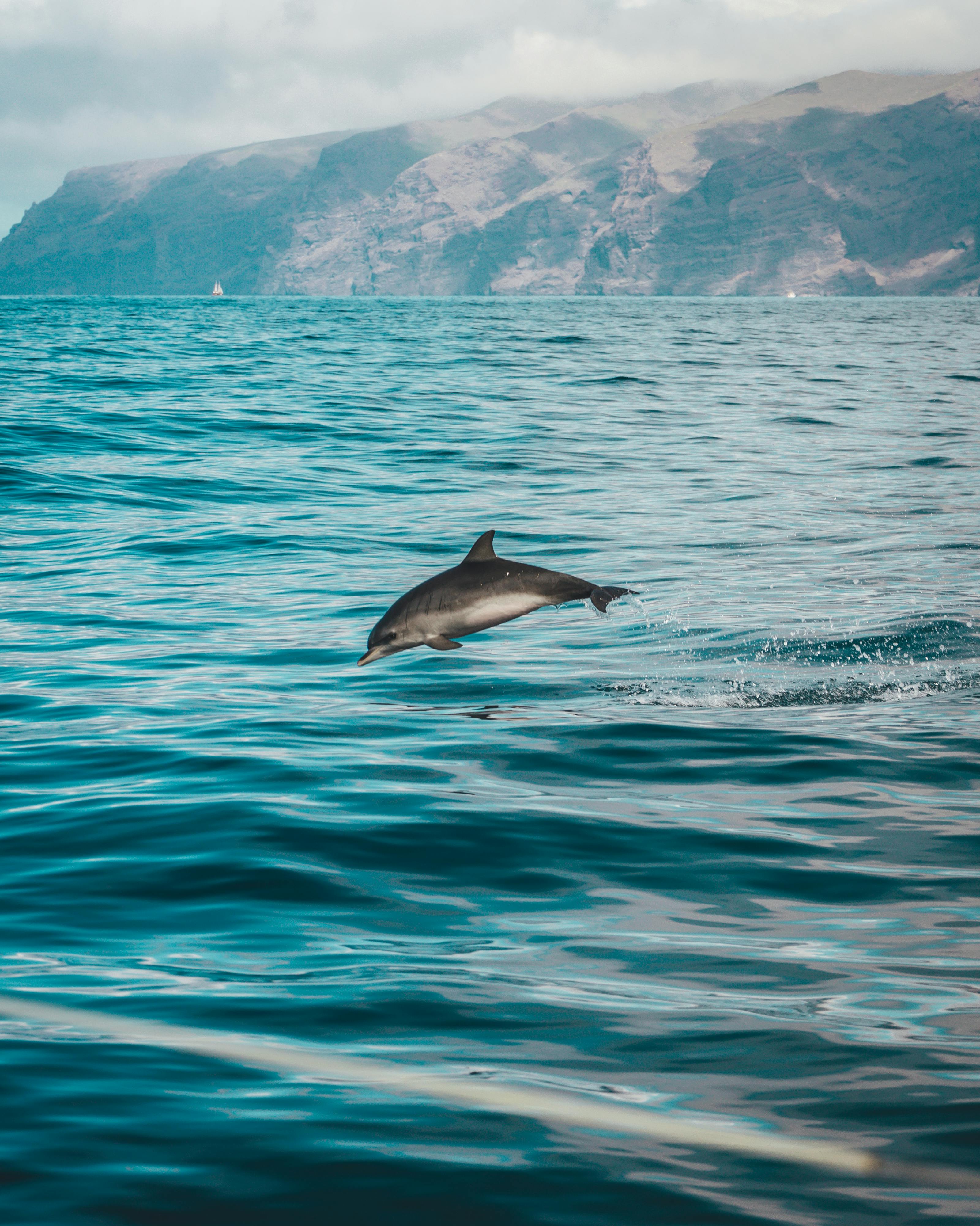Dolphin leaping out of the ocean with mountains in the background.