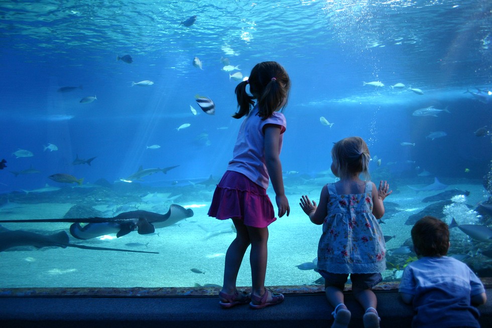 Three children watching fish in a large aquarium tank.
