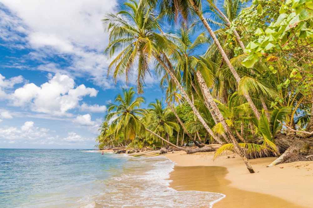 A sunny tropical beach with many palm trees leaning over the sand and gentle ocean waves.