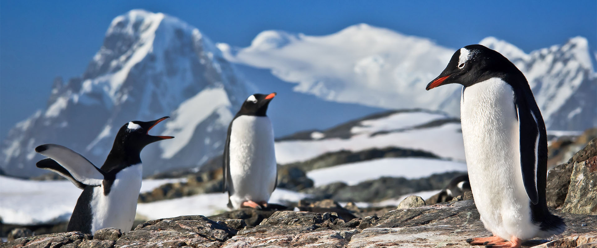 Three penguins on rocky terrain with snowy mountains in the background.