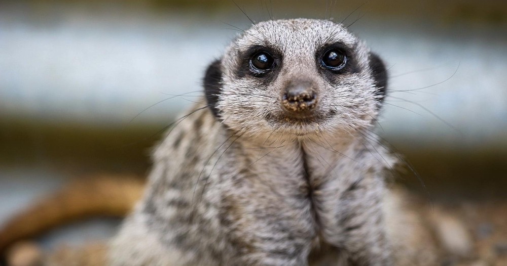 Close-up of a meerkat looking directly at the camera.