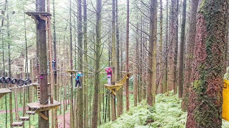 People navigating a treetop adventure course in a forest.