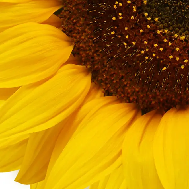 Close-up of a vibrant yellow sunflower with detailed petals and center.