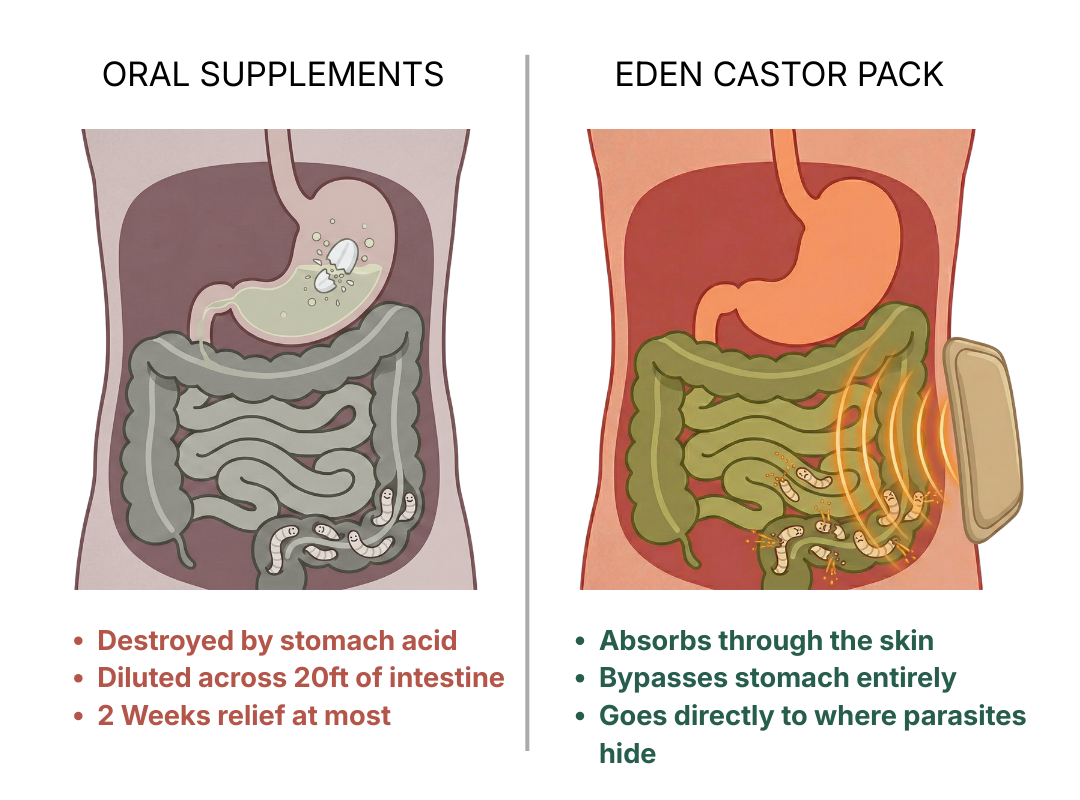 A diagram comparing the effects of oral supplements versus an external castor pack on parasites in the intestines.