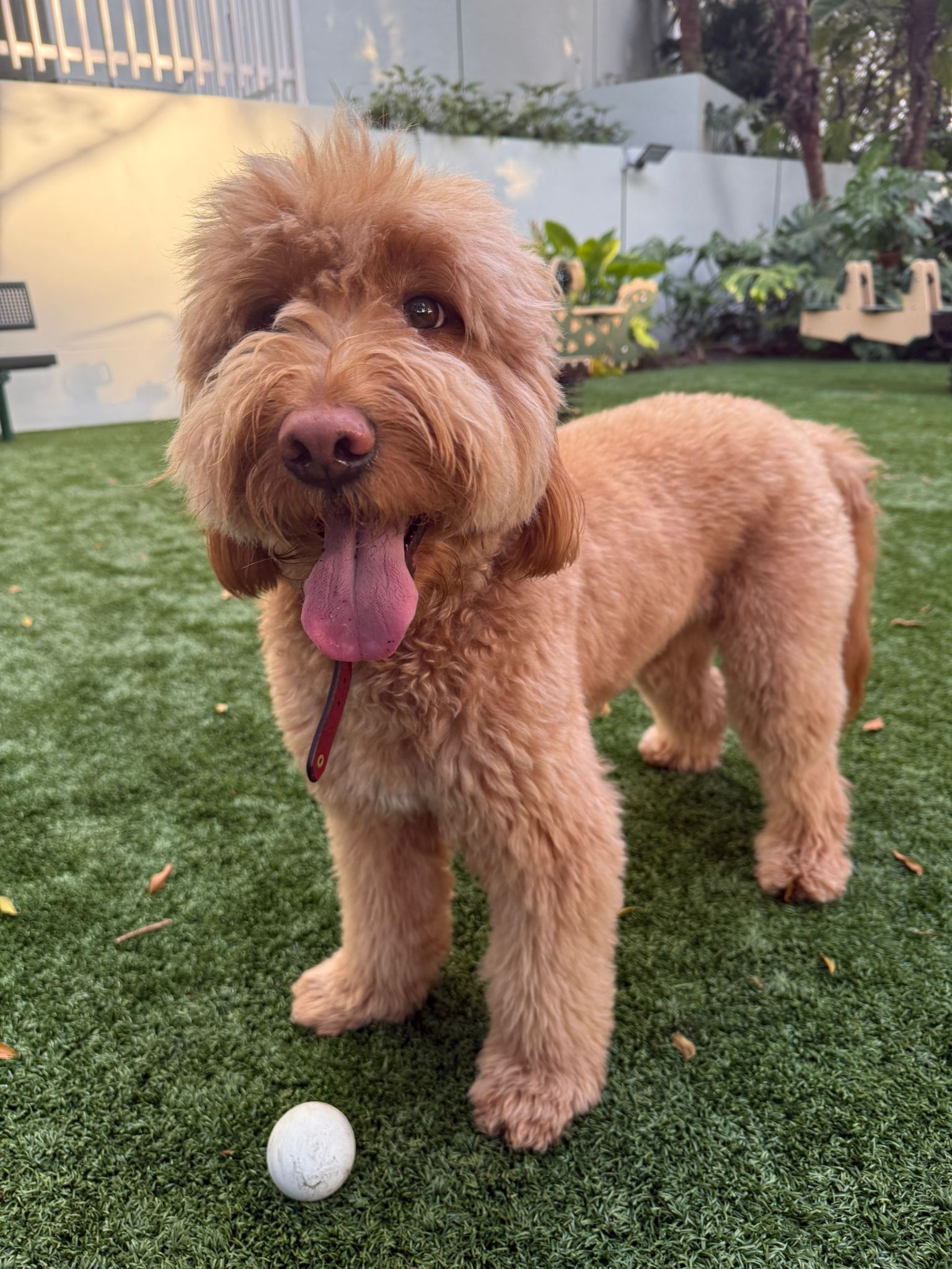 Fluffy brown dog with tongue out standing on grass near a white ball.