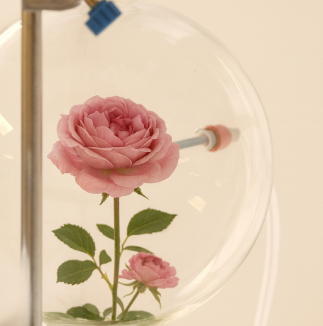 Pink rose enclosed in a glass dome with metal framing.