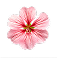 Illustration of a pink flower with five petals and a detailed center.
