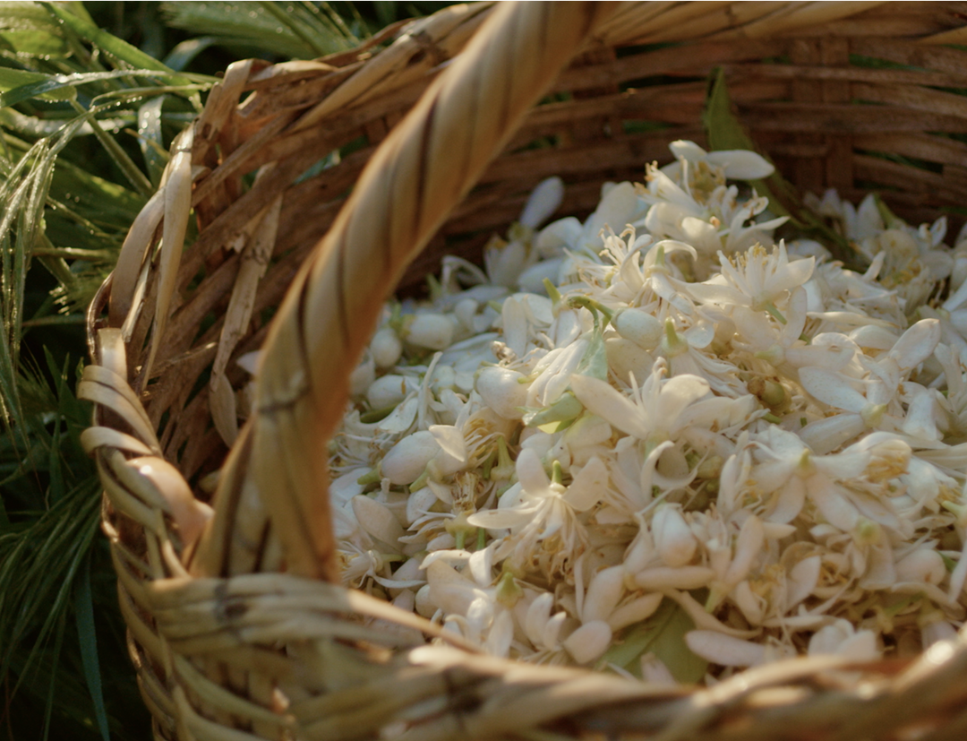 Wicker basket filled with white flowers, surrounded by green leaves.