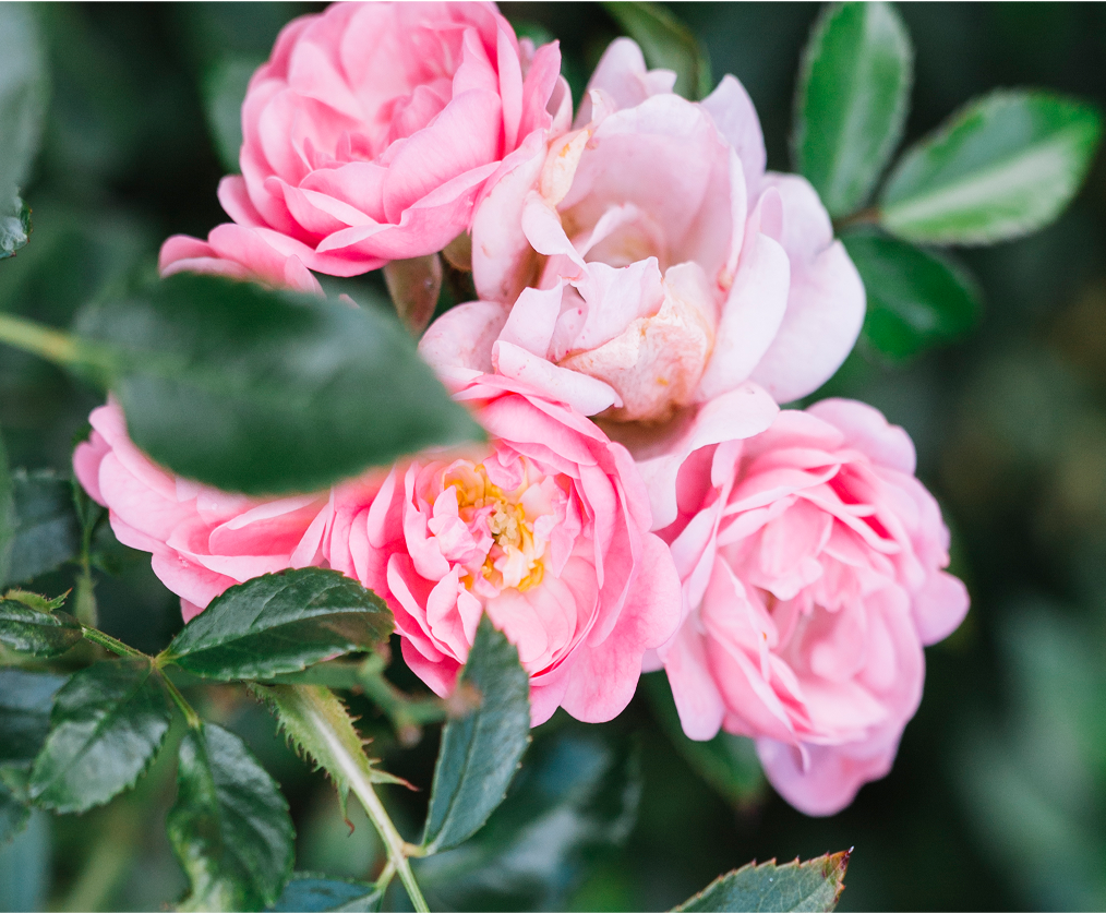 Cluster of pink roses with green leaves.