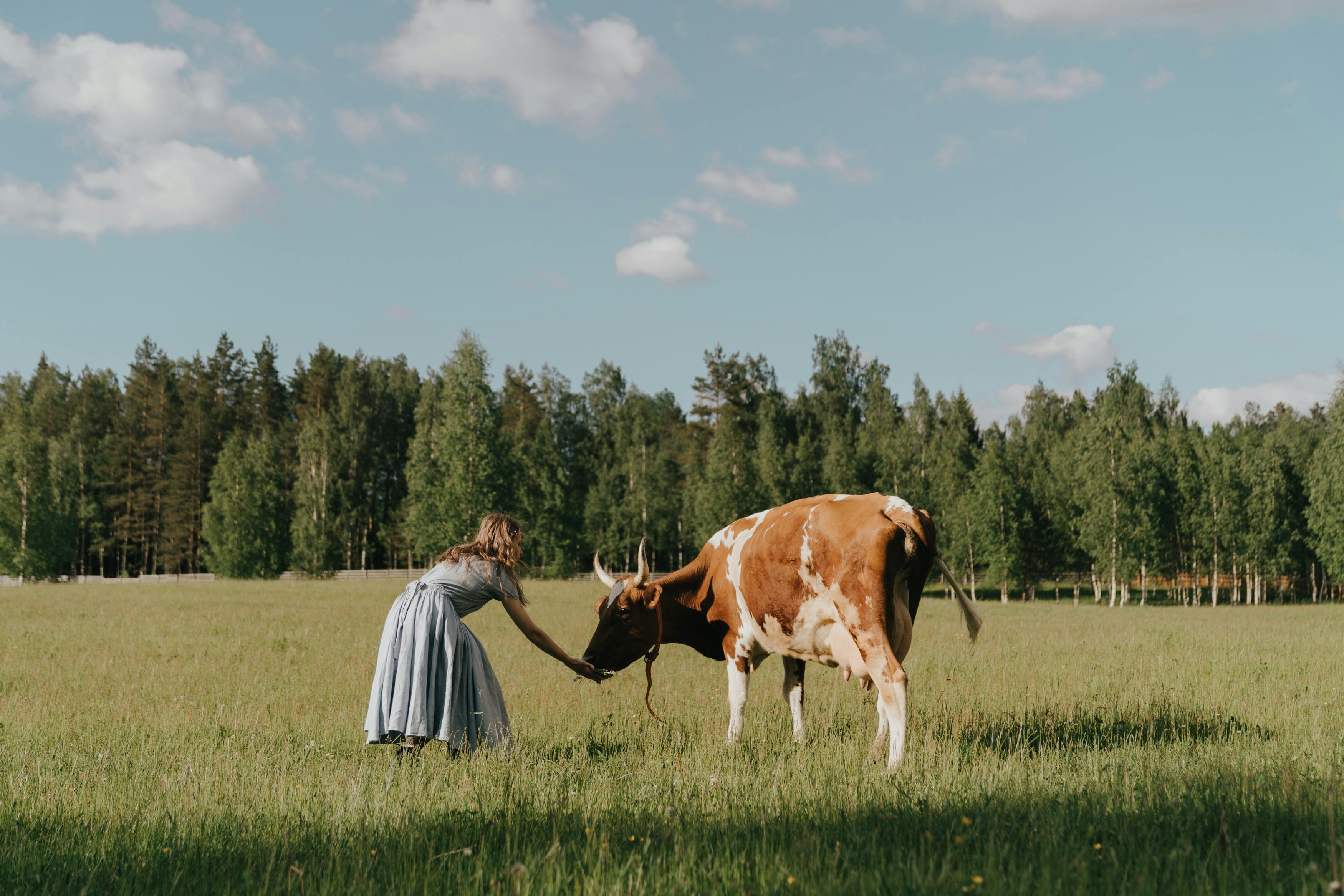 Person in a field petting a brown and white cow with trees in the background.
