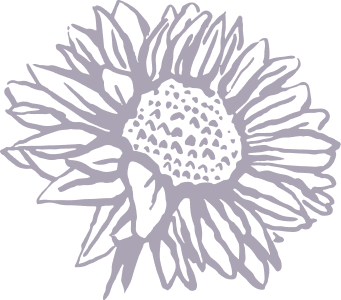 A simple pink line drawing of a sunflower against a transparent background.