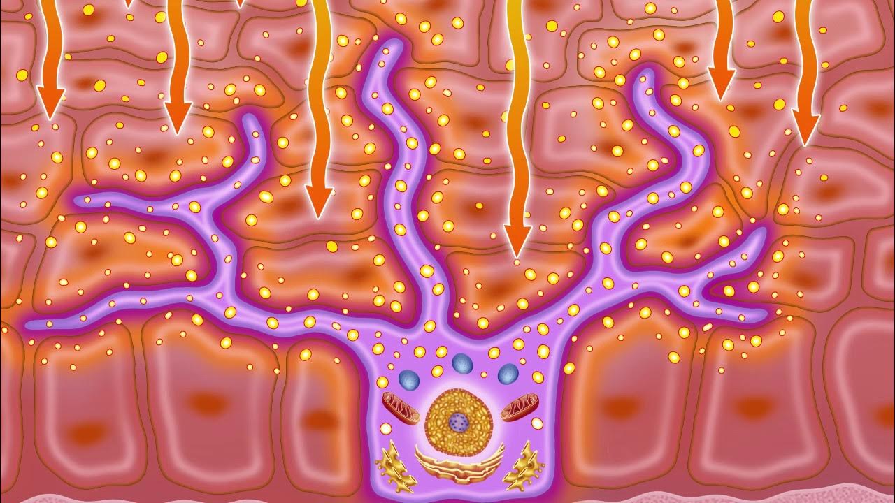 Colorful illustration of a branching purple structure on an orange background with arrows and dots.