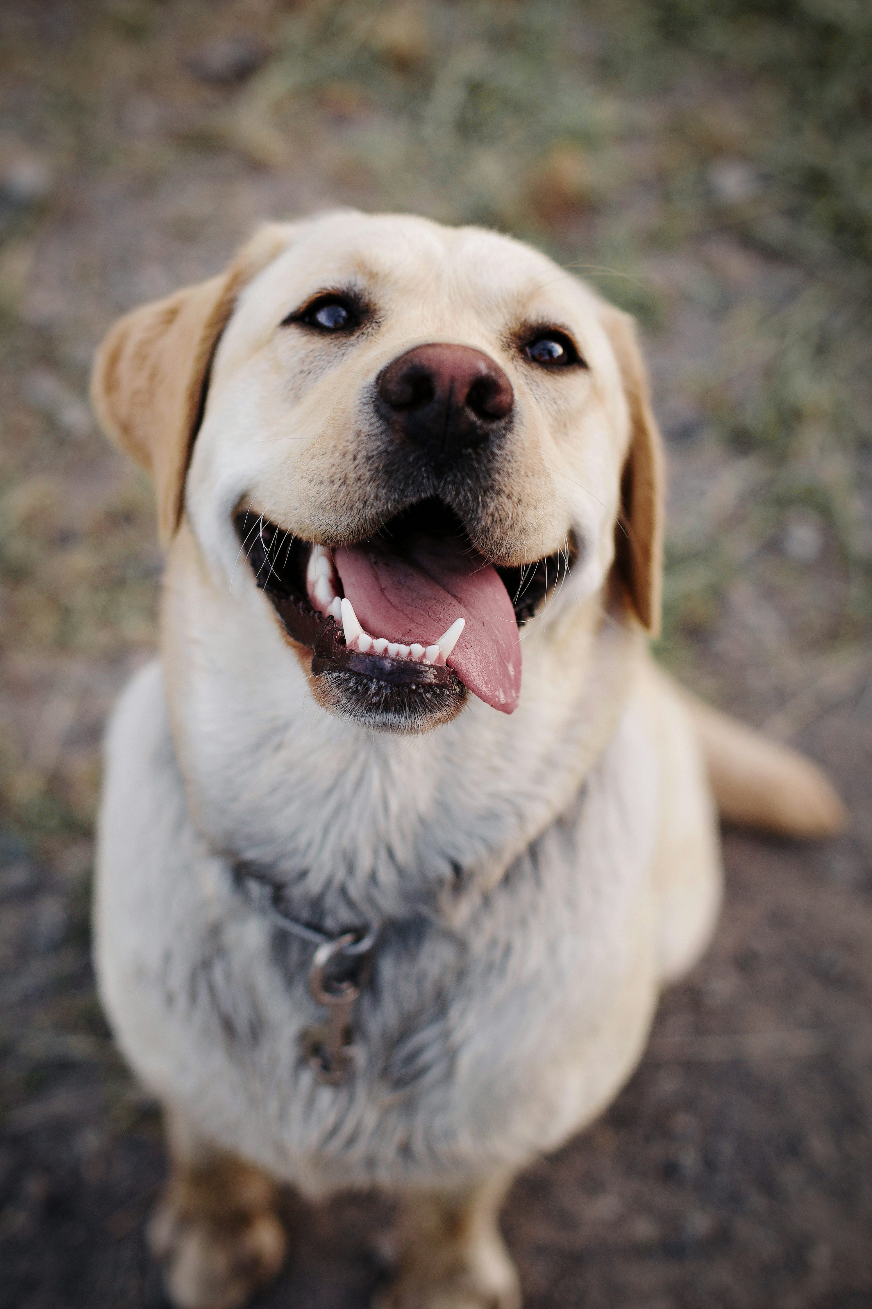 Smiling Labrador Retriever with tongue out, sitting on grass.